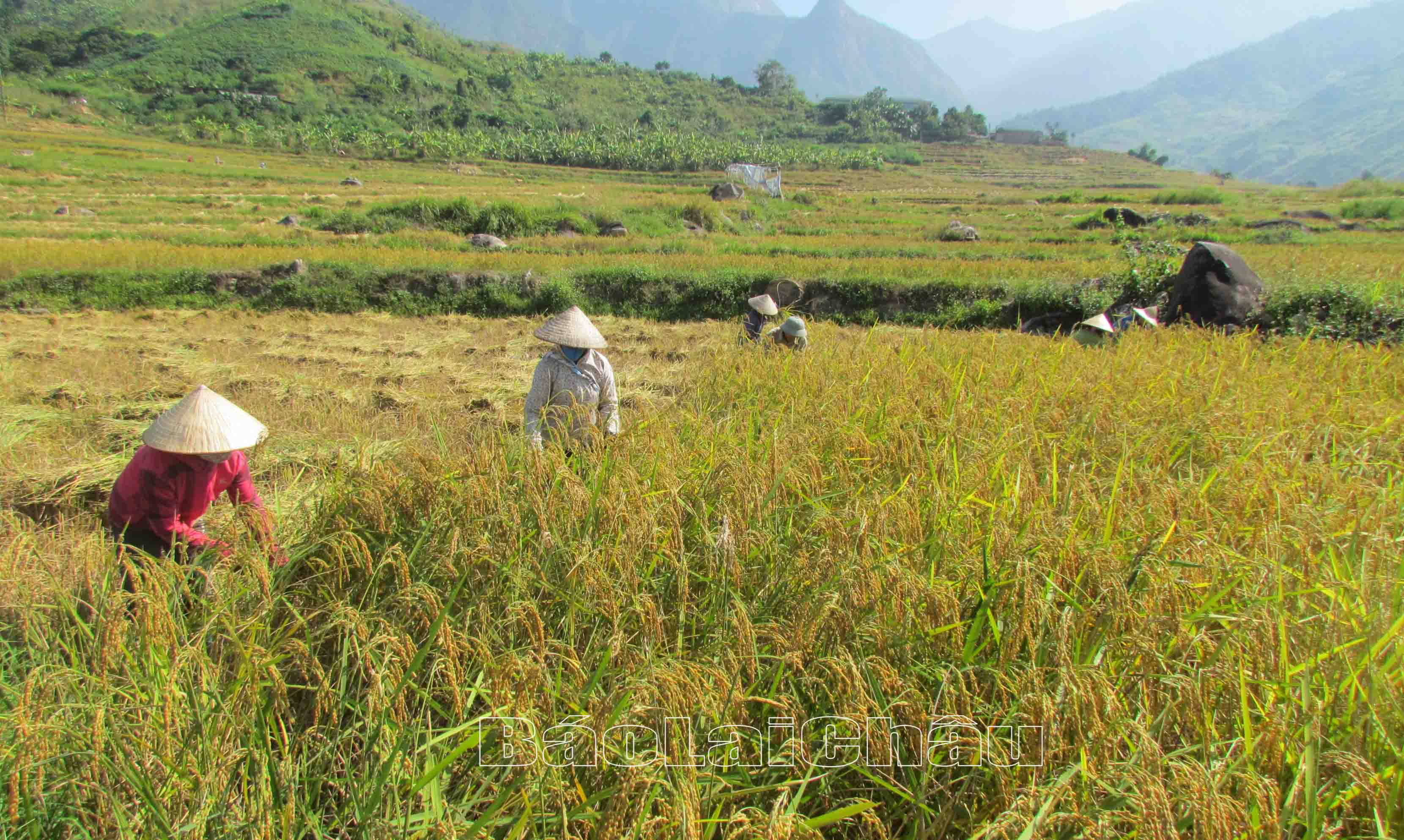 Nhiều sản phẩm lúa chất lượng của xã Bản Lang được doanh nghiệp bao tiêu sản phẩm.